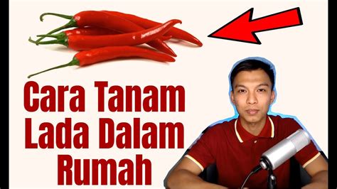 Lada (piper albi linn) adalah tanaman yang kaya akan kandungan kimia, seperti minyak lada, minyak lemak, juga pati. Cara Tanam Lada Dalam Rumah Dan Khasiat Lada - YouTube