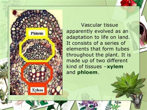 The vascular tissue system is primarily made up of xylem and phloem. Vascular Tissue