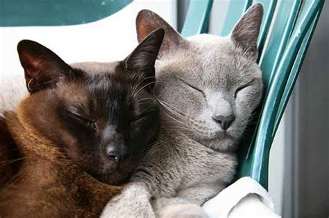 View cats of with selected color. Burmese Cats: Photos and Breed Information
