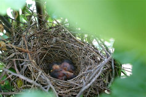 Baby Birds In A Nest Shutterbug