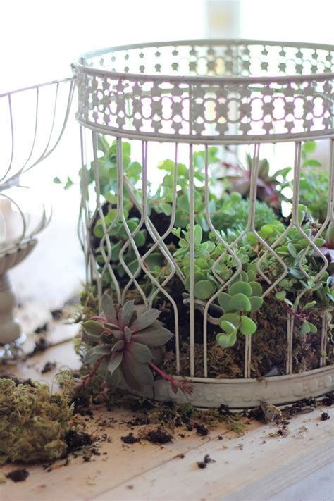 How To Plant Succulents In A Birdcage