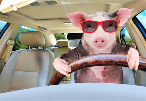 41400 Funny Pig Stock Photos Pictures And Royalty Free Images Istock
