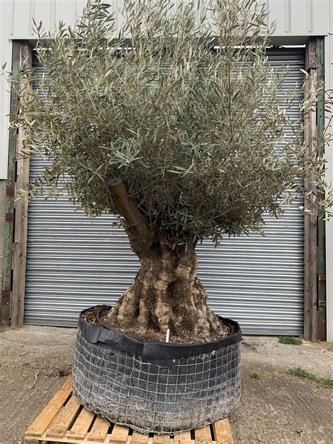 Ancient Olive Tree For Sale. Tree 581 - The Norfolk Olive Tree Company