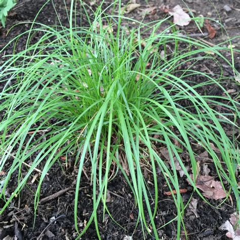 Carex Pensylvanica Pennsylvania Sedge