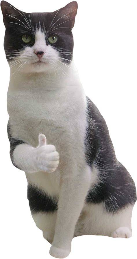 A Cat Giving An Encouraging Thumbs Up Rcutouts