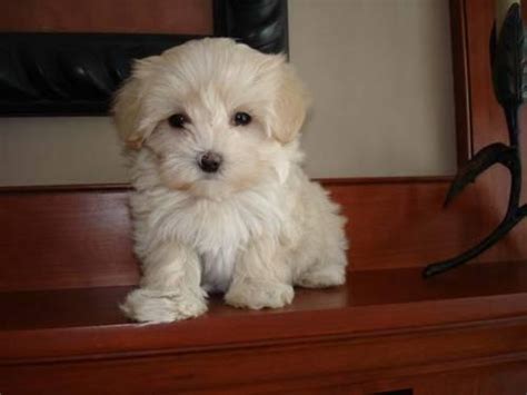 Get a ragdoll, bengal, siamese and more on kijiji, canada's #1 local classifieds. Maltipoo Puppies ready for adoption 8 wks old for Sale in ...