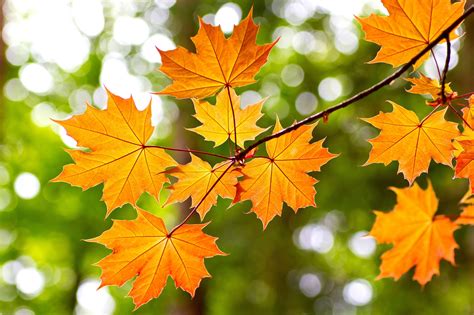 Autumn Maple Leaves Hd Wallpaper Background Image 2044x1359