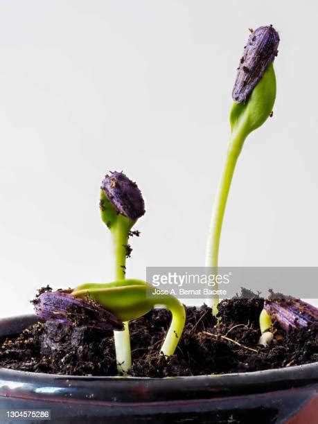 Sunflower Seed Germinating Fotografías E Imágenes De Stock Getty Images