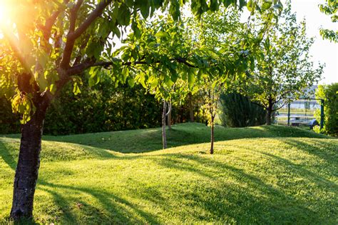 Fruits are the soft and edible parts of a tree with seeds in them. Beautiful green english fruit tree garden with mown grass ...