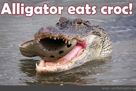 Funny Quotes About Alligators Quotesgram