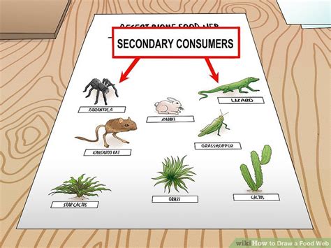 What is a food chain 5th grade? How to Draw a Food Web: 11 Steps (with Pictures) - wikiHow