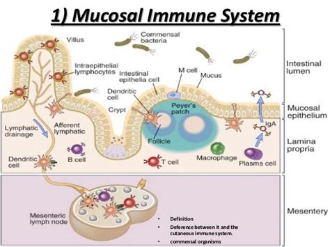Mucosal Immunity Immune System Nursing Immune System Teaching Biology