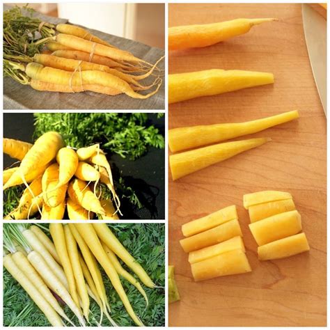 Solar Yellow Carrot Seeds Daucus Carota Heirloom Vegetable