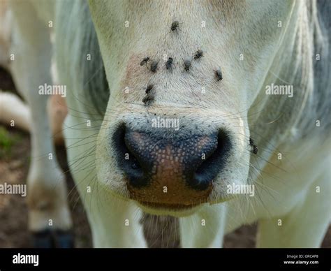 Snout Of A White Horse With Lots Of Flies Hi Res Stock Photography And