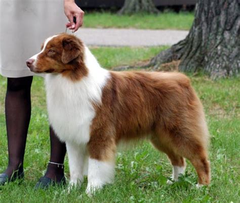 10 Must Have Products For Your Australian Shepherd Your Ultimate