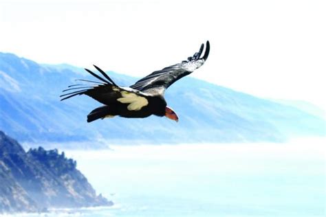 View California Condors Live On Ventana Wildlife Society’s ‘condor Cam’ Cerritos Community News
