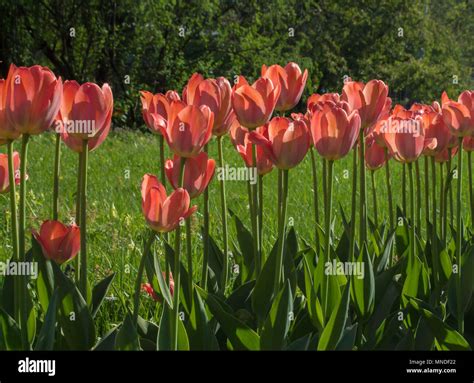 Tulipanes Verdes De Primavera Fotografías E Imágenes De Alta Resolución