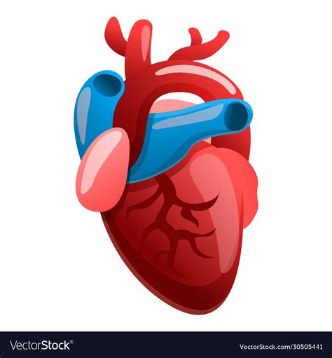 Cartoon Pic Of Cardiac Heart