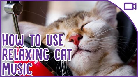 How To Use Relax My Cats Music And Tv Top Tips Youtube