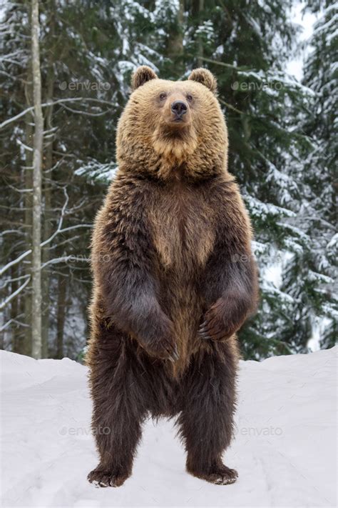 Close Up Brown Bear Standing On His Hind Legs In The Winter Forest