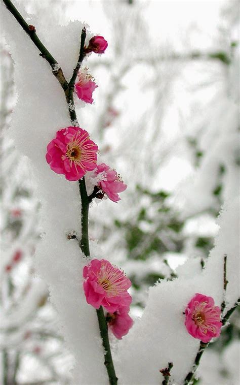Snowy Flowers Stunning Nature