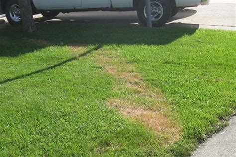 How To Fix Brown Patches In Your Lawn Lukes Landscaping Co