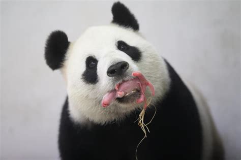 El Nacimiento De Una Cría De Panda Gigante En Un Zoo De Bélgica Es Un