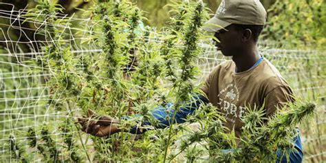 However, cannabidiol (cbd) oil is legal to purchase in the state, made possible by president donald trump after he signed a bill that would remove cbd from the list of. Alabama Senate Passes New Medical Marijuana Bill