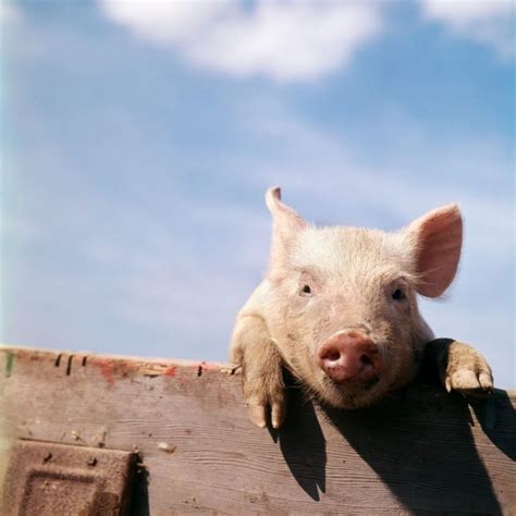 40 Adorable Pig Pictures To Make You Smile Readers Digest