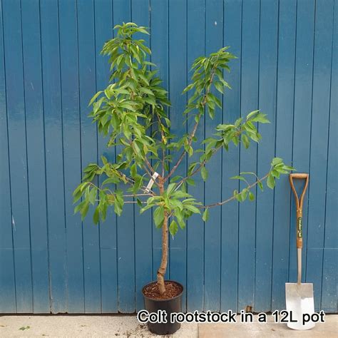 The most common stella cherry tree material is stretched canvas. Stella Cherry Tree | Sweet Eating Cherry Trees For Sale