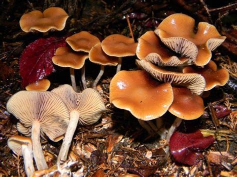 Псилоцибе кубенсис Psilocybe Cubensis или Stropharia Cubensis фото и