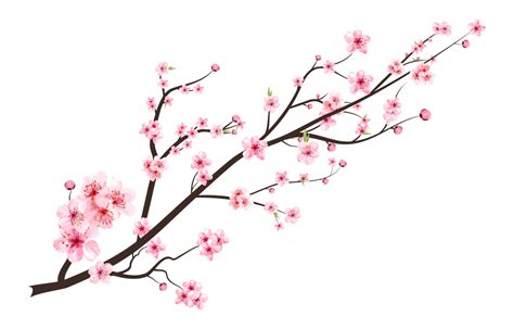 Cherry blossom with watercolor blooming Sakura flower. Japanese Cherry gambar png