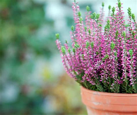 15 Beautiful Plants That Grow In Winter