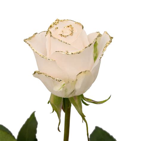 White Roses With Gold Glitter 50 Cm Fresh Cut 50 Stems Walmart