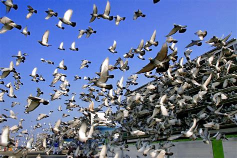 alarm-as-thousands-of-birds-fall-from-the-sky,-dead