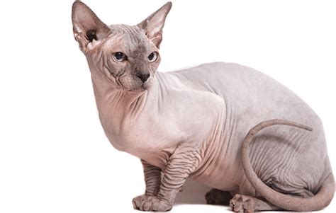 Sphynx Cat Png Transparent Images Png All