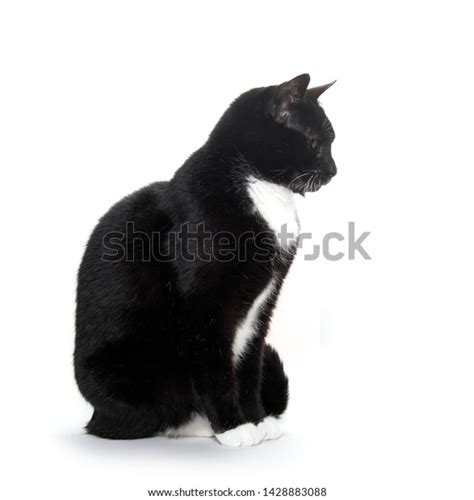 Cute Baby Black White Tuxedo Cat Stock Photo 1428883088 Shutterstock