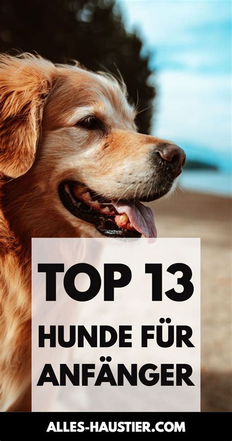 Anfängerhund: Die 13 besten Hunderassen für Anfänger | Hunde rassen, Hunderassen, Hunde