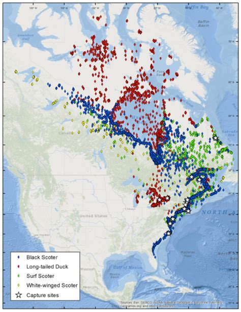 Atlantic And Great Lakes Sea Duck Migration Study Atlantic Coast