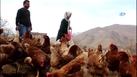 Atanamayan Eşine Destek Olmak İçin Tavuk Çiftliği Kurdu Son Dakika