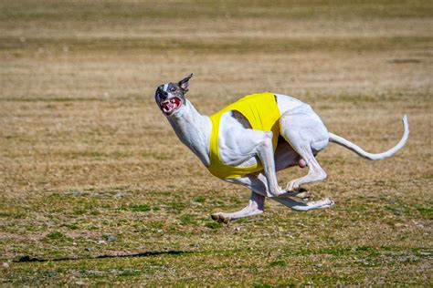 Greyhounds Are So Photogenic When They Run 🤣 Rgreyhounds