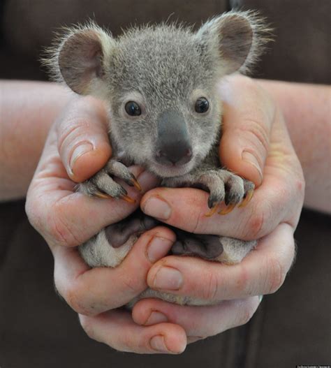 'Zooborns' Baby Animal Photos Are Adorable 'By The Numbers' | HuffPost