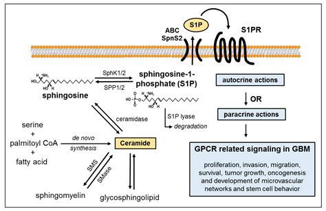 Ijms Free Full Text Sphingosine 1 Phosphate S1p Signaling In