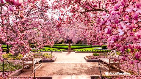 National Cherry Blossom Festival March 20 April 14