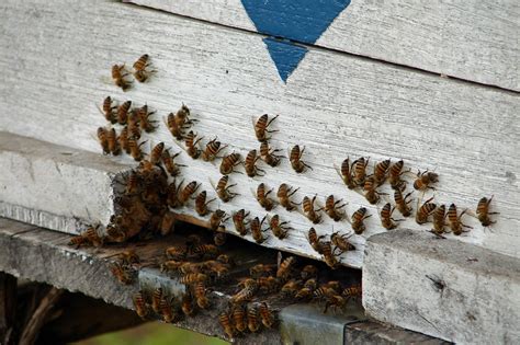 6 000 Bees Removed From Inside Wall Of Omaha Couple S Home