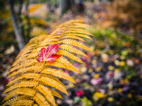 Fall Foliage When Why And How Vibrant Will Maple Leaves Be