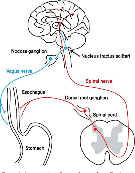 Figure 1 From Esophageal Sensation And Esophageal Hypersensitivity