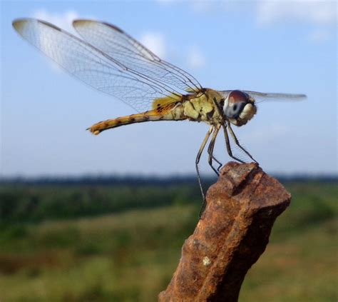 The 2019 Swarm Of Dragonflies Migrating Across Ohio