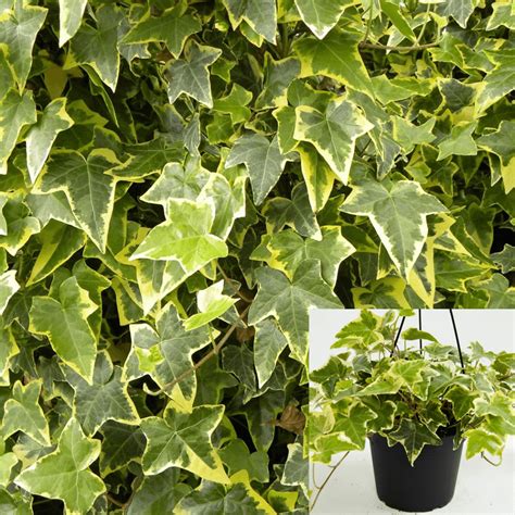 Hedera Helix Gold Child Staked Plant 1gallon Variegated English Ivy Li