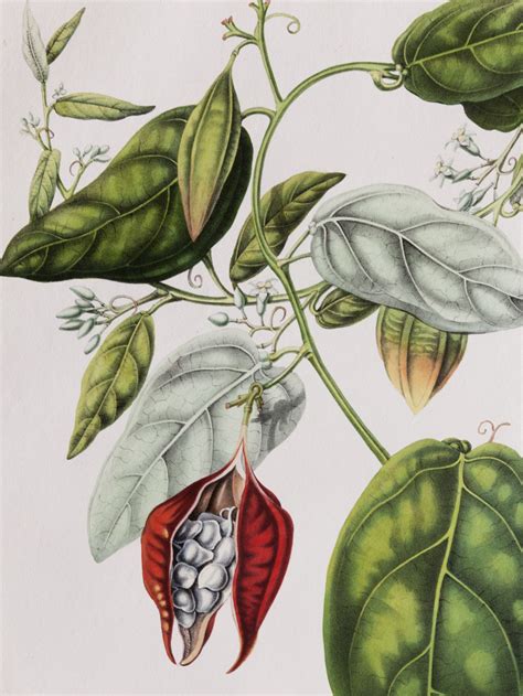 Botanical prints on the wall | The joy of plants